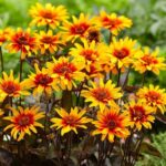 Bild von Sonnenauge Burning Hearts