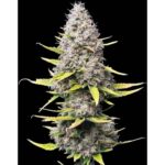 Bild von Super Silver Haze Samen Feminisiert 3 Samen